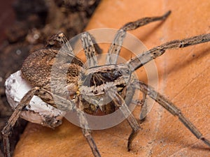 Spider with her egg sack