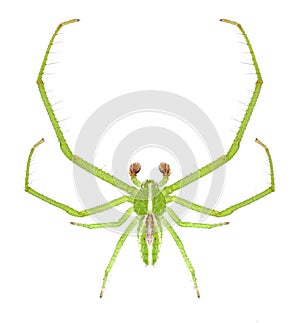 Spider Heriaeus melloteei male
