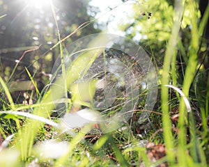 Spider in the grass of the Woodland