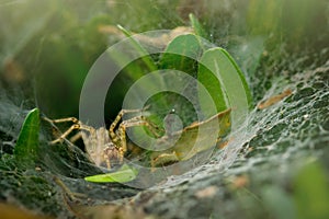 A spider hidden in an oval web surrounded by leaves. Spider waiting in web to catch prey