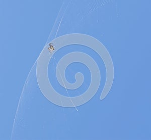 Spider on his net waiting for prey