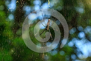 Spider on his web