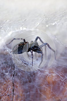 Spider in his Web (badumna insignis)