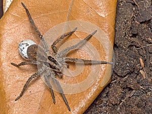 Spider with her egg sack