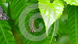 Spider hold its prey and moving the foreleg