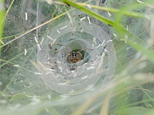 Spider in the hole waiting for preys in the web