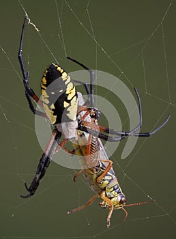 Spider with hopper in web