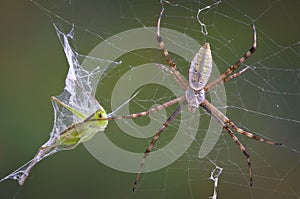 Spider with Hopper in web