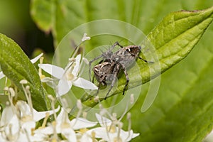 Spider horse on a leaf