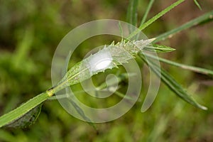 Spider house made of web on a plant grass leaf.