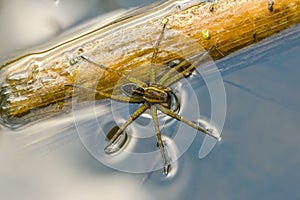 Spider hunter limbic sits on the surface of the water