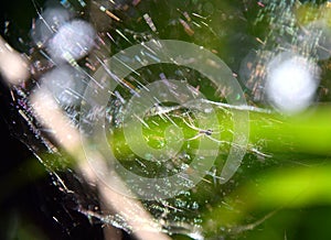 Spider hunting inside his web
