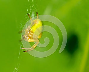 Spider is hunting in the park