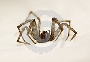 Spider hunting after prey on white cover