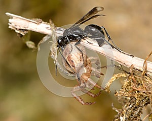 Spider-hunting wasp Priocnemis propinqua with paralysed spider prey