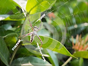A Spider hunting on the web