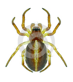 Spider Hypsosinga sanguinea