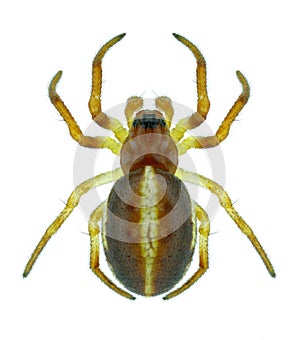 Spider Hypsosinga sanguinea photo