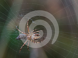 Spider with insect captured in its web
