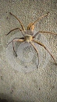 Spider is an insect looking very nice with it& x27;s eight legs ,an inocent insect it is