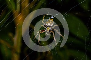 Spider inside of the Cuyabeno National Park, in Ecuador photo