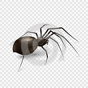 Spider isolated on a transparent background