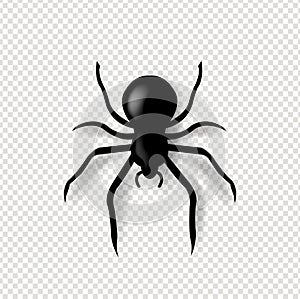 Spider And Isolated Transparent Background photo