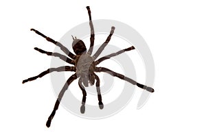 Spider isolated on white