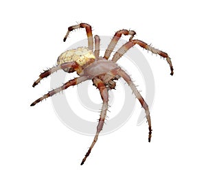 Spider isolated on white background