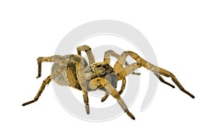 Spider isolated on white background