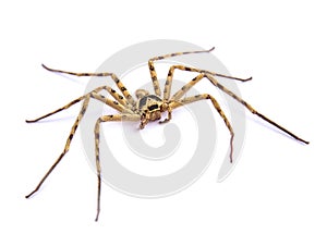 Spider isolated on a white background