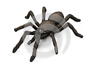 Spider isolated on white background. 3d.