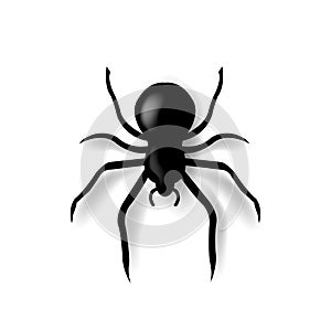 Spider And Isolated White Background photo