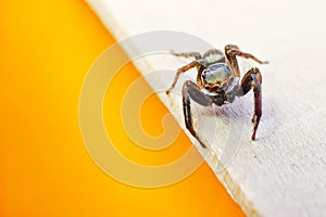 Spider isolated on wooden. Macro shot.