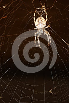 A spider and its catch