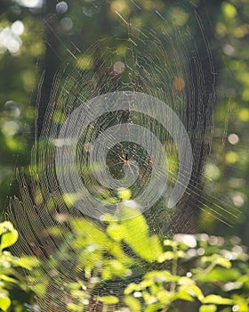 A spider in its intricate web in a tropical jungle