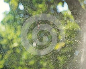 A spider in its intricate web in a tropical jungle