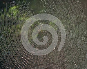 A spider in its intricate web in a tropical jungle