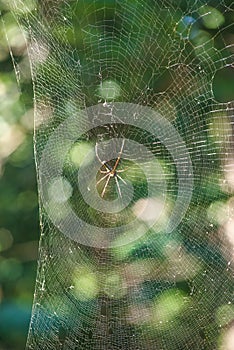 A spider in its intricate web in a tropical jungle