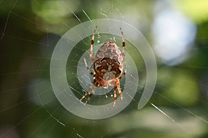 Spider in its network.