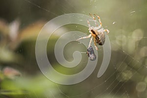 Spider and its prey