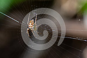Spider and its spider web