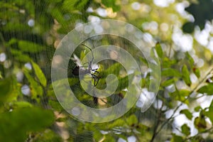 A Spider in its Spriderweb eating on it's prey closeup macro in the forest trees in the background