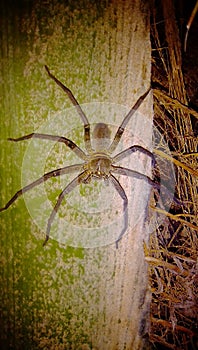 Spider
