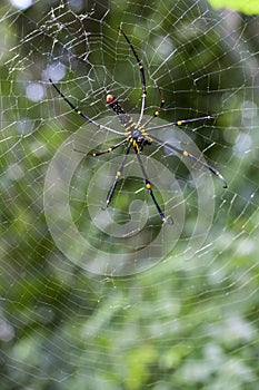 Spider in its web