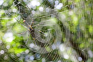 Spider in its web