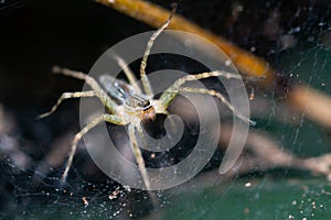 Spider with its web