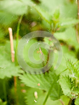 A spider upon its web in full view and focus detail with leaves