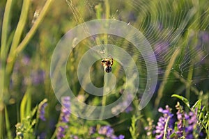 Spider in its web