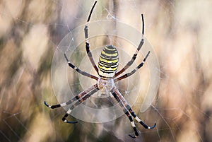 Spider in its web waiting for hunting, great detail of his mouth and paws